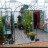 Chelsea Flower Show